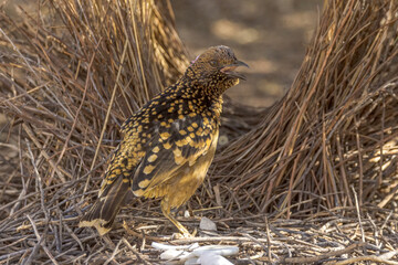 Western Bowerbird in Northern Territory Australia