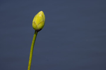 Water Lily  Bud Isolated In Blue Background Of The Marsh Pond