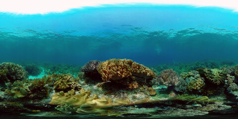 Coral reef and tropical fishes. The underwater world of the Philippines. Philippines. 360 panorama VR