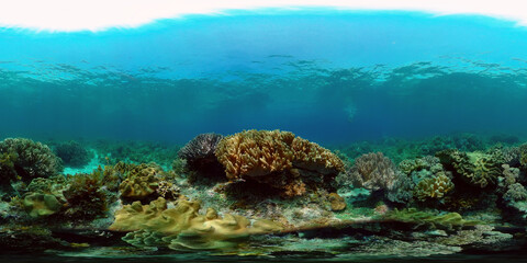 Coral reef and tropical fishes. The underwater world of the Philippines. Philippines. 360 panorama...