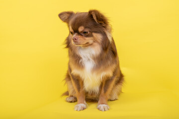 Cute brown haired chihuahua on a trendy bright yellow background. empty space for text