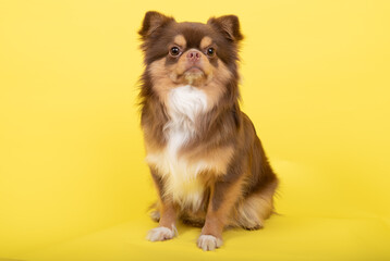 Banner of cute brown male Chihuahua dog on yellow background isolated with copy space. Focus only on funny pets