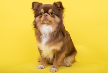 Cute brown male Chihuahua on yellow background isolated with copy space. focus on pets