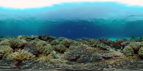 Fototapeta na wymiar Sealife, Diving near a coral reef. Beautiful colorful tropical fish on the lively coral reefs underwater. Philippines. 360 panorama VR