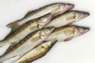 fresh fish on snow