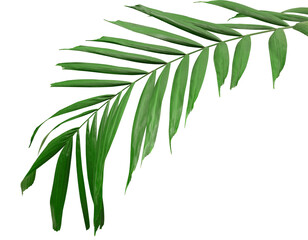 Fototapeta na wymiar Palm green leaf branch. Tropical green leaves concept