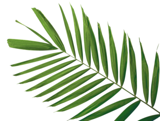 Palm green leaf branch. Tropical green leaves concept