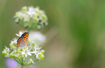 butterfly on a flower