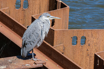 Grey heron in Amsterdam Canal