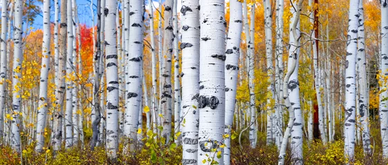 Photo sur Plexiglas Bouleau Forêt d& 39 Aspen en automne dans l& 39 Utah