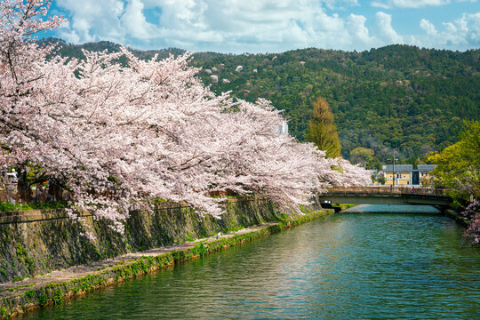 Cherry blossoms hanging over the water of the Okazaki Canal in Sakyo, Kyoto.