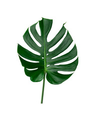 Fototapeta na wymiar Monstera green leaf. Tropical leaves, botanical nature concept