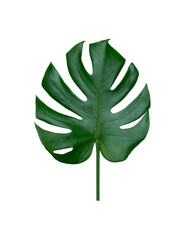 Fototapeta na wymiar Monstera green leaf. Tropical leaves, botanical nature concept