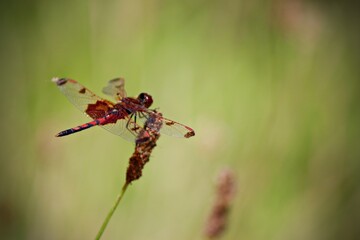 dragonfly on a leaf