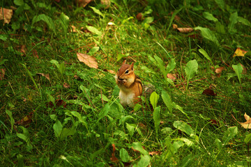 chipmunk
