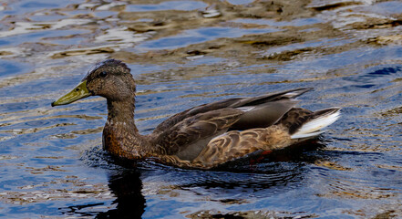 duck on the water