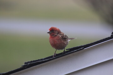 House Finch