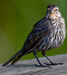 sparrow on a fence