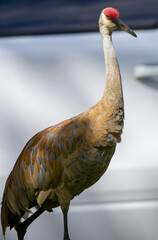 grey crowned crane balearica regulorum © Michael
