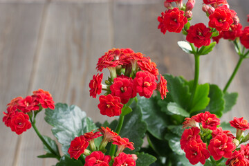 kalanchoe close up
