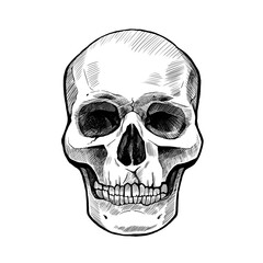 Graphic black and white drawing of a skull. Hand-drawn, not AI.  Png on transparent background