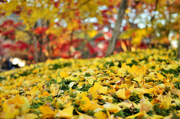 東京都　九品仏浄真寺の銀杏の落ち葉と秋の風景
