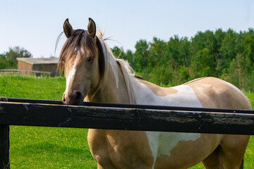 Horse at fence on pasture