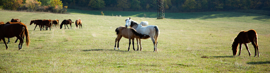 Obraz premium horse feeding foal with milk in the meadow