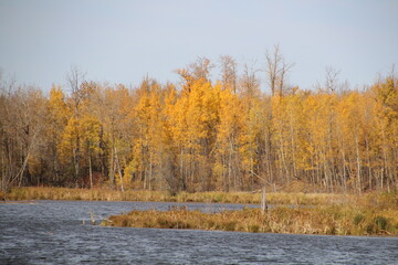 Fototapeta premium autumn landscape in the forest