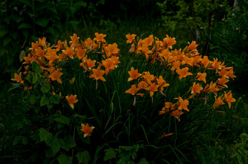Daylily. Flower. A genus of plants of the lily family of the Asphodel family