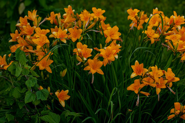 Daylily. Flower. A genus of plants of the lily family of the Asphodel family