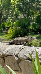 iguana on the rocks