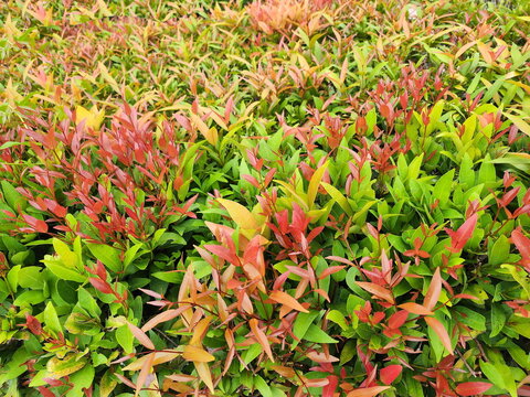 Red 2024 leaf plant