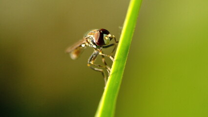 Hoverfly on a blade of grass in a field in Cotacachi, Ecuador
