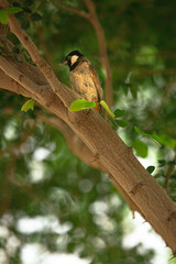 Yellow Bulbul on Tree 