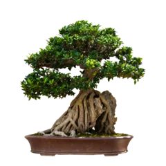 Gordijnen bonsai tree © bellatatar