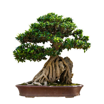 bonsai tree