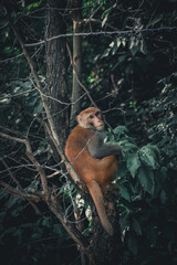 white tailed macaque, monkey pose 