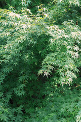A tangle of green needles