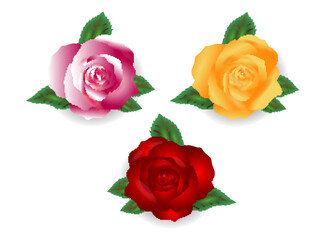 rose flowers realistic set with different colors 

shapes. rose bouquet. rose flower realistic 

colorful.

