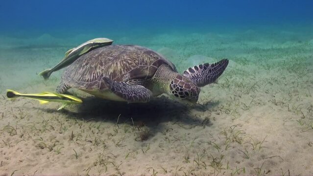 Green Sea Turtle and pilot swimming over sea grass in the Red Sea