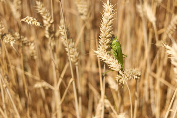 wheat field in summer