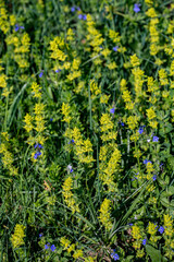 Cruciata laevipes flower growing in meadow
