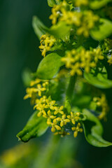 Cruciata laevipes flower in meadow, close up shoot	