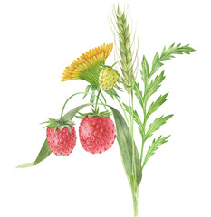 Watercolor wildflowers bouquets. Summer flower arrangement