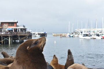 Fototapeta premium sea lions in the harbor