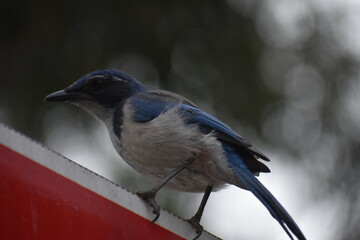 bluebird on astopsign 
