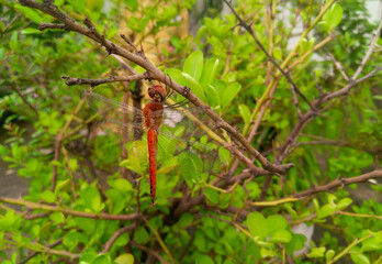 Red dragonfly insect on branch of green leaves plant,  nature photography,  natural background 