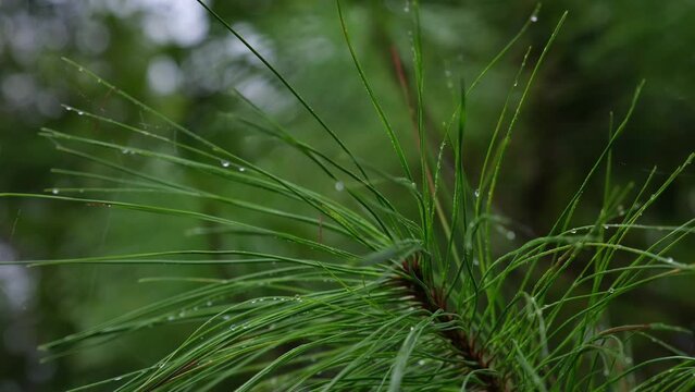 Closeup of pine trees with dew drops in the forest