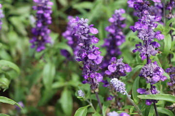 Obraz premium 植物・花